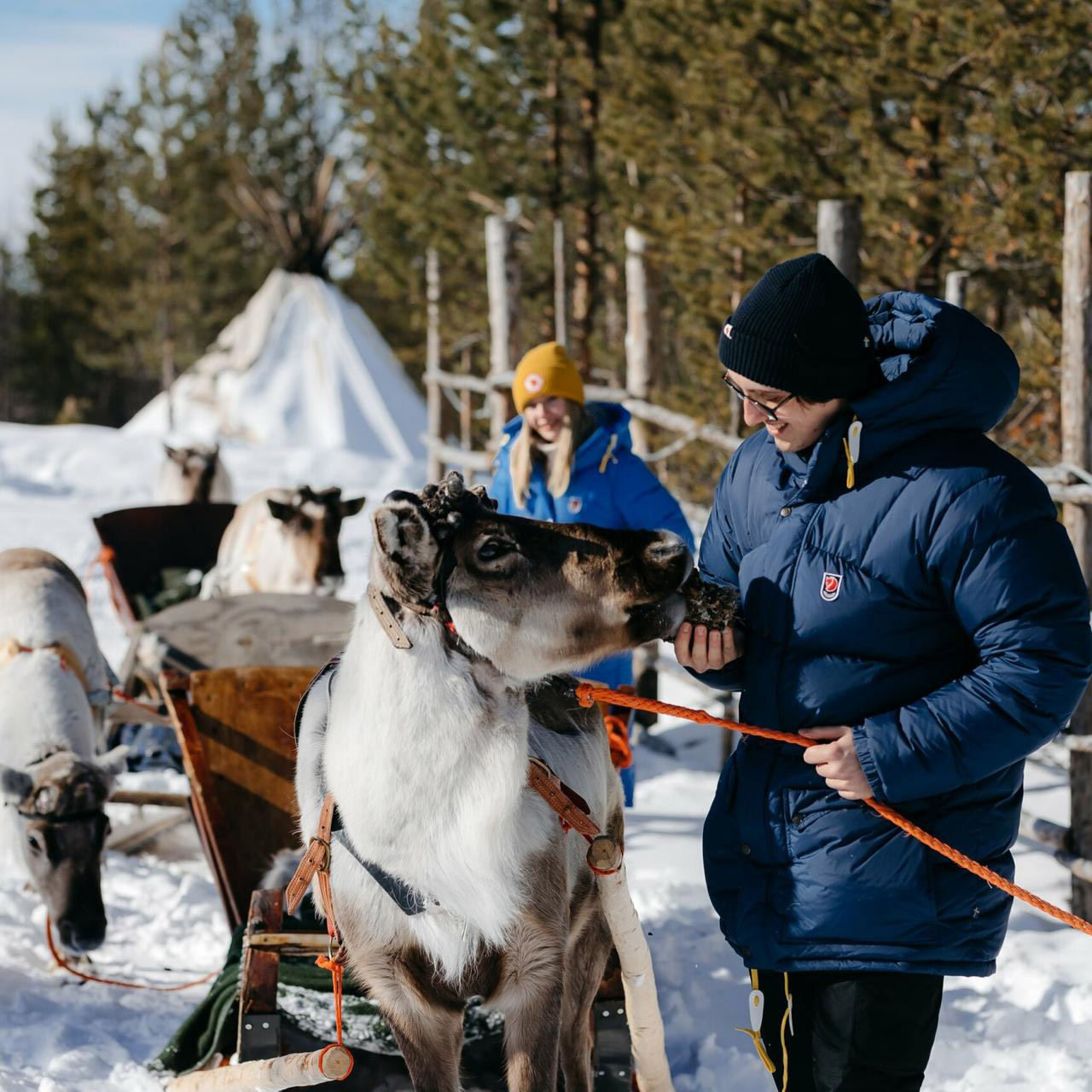 LaplandNorthDestinations-reindeer-farm-visit-inari_spring
